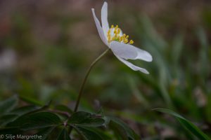 Hvit blomst