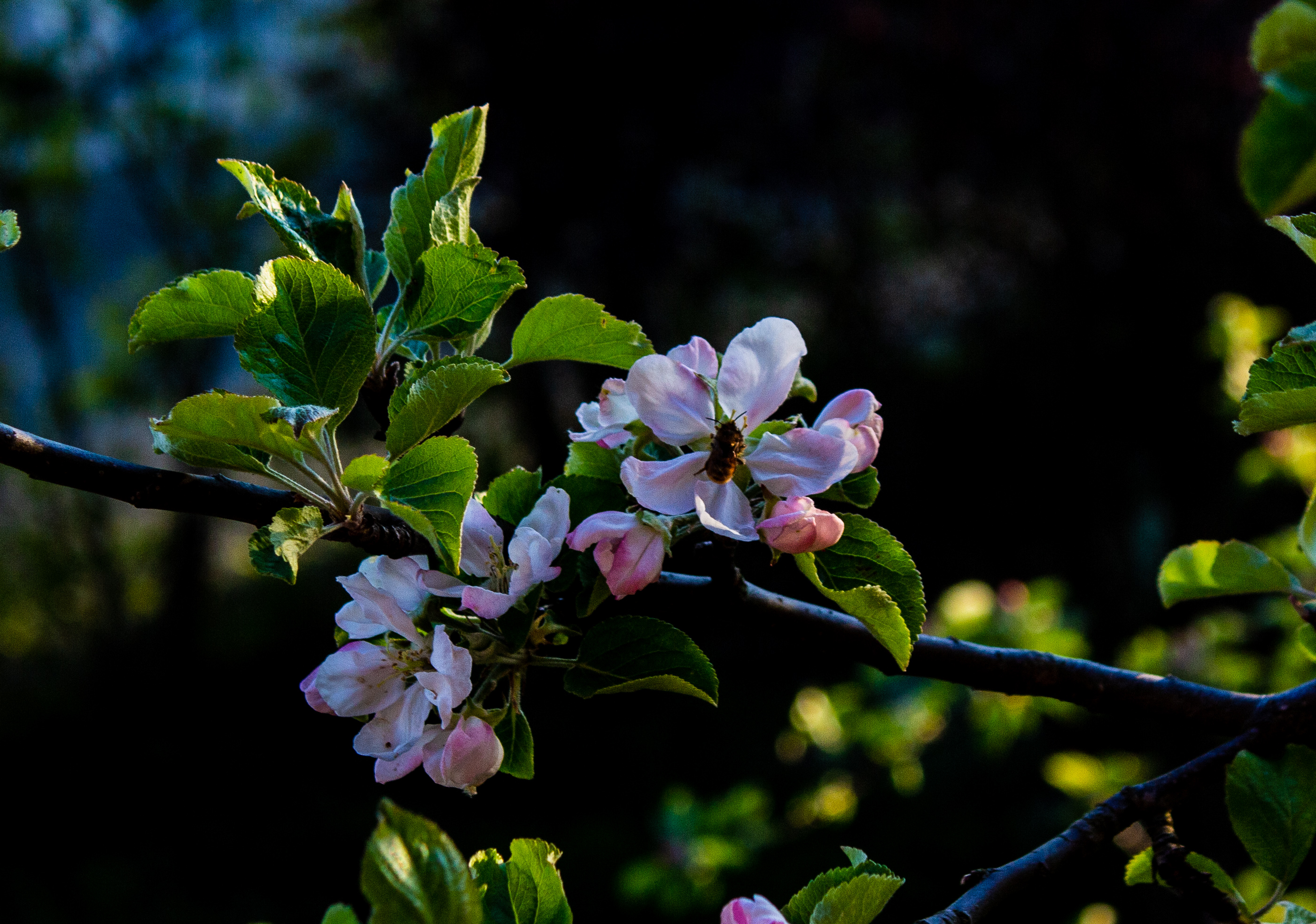 Epleblomster i mai